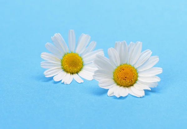 stock image Wild chamomile