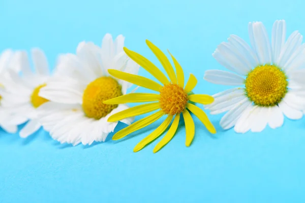 Yabani papatya ve sarı çiçek — Stok fotoğraf