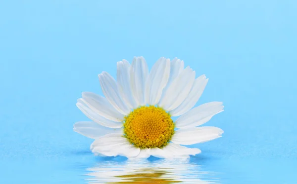 Wilde Kamille mit Spiegelung im Wasser. — Stockfoto