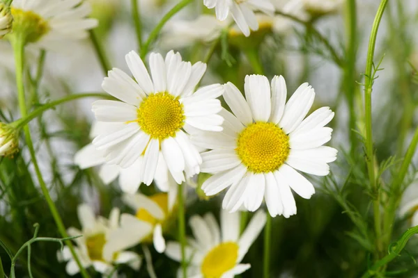 Wild chamomile with reflection in water. — Stock Photo, Image