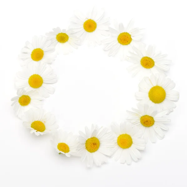 stock image Wild chamomile