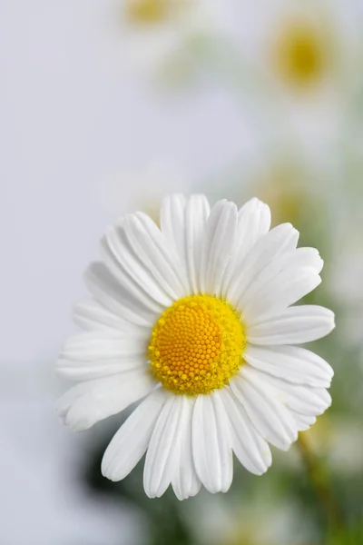 Wild chamomile with reflection in water. — Stock Photo, Image