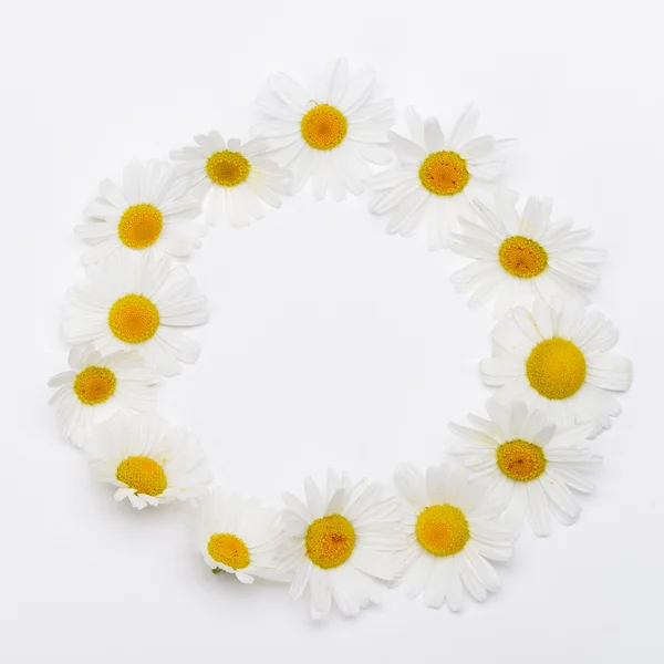 stock image Wild chamomile