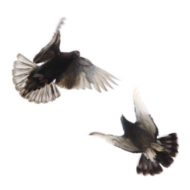 Dove in flight clipart