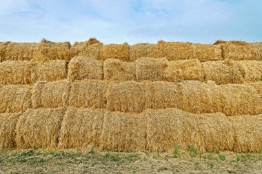 büyük haystacks