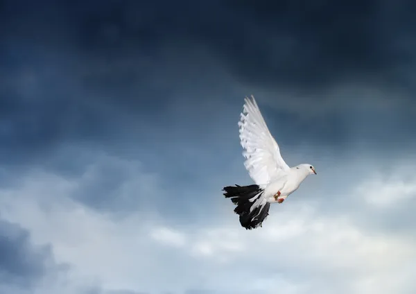Duva i himlen — Stockfoto