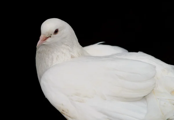 Siyah arka planda beyaz güvercin — Stok fotoğraf