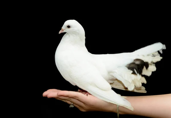 Weiße Taube auf seiner Hand — Stockfoto