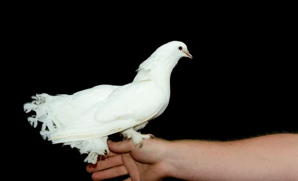 Witte duif op zijn hand — Stockfoto