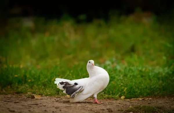 白鳩 — ストック写真