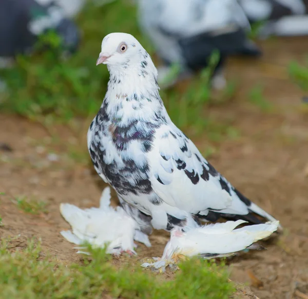 The dove — Stock Photo, Image
