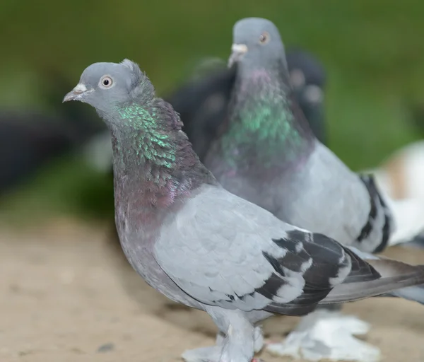 The dove — Stock Photo, Image