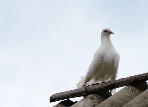 Biały gołąb — Zdjęcie stockowe