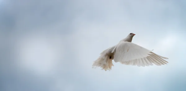 Uçuşta beyaz güvercin — Stok fotoğraf