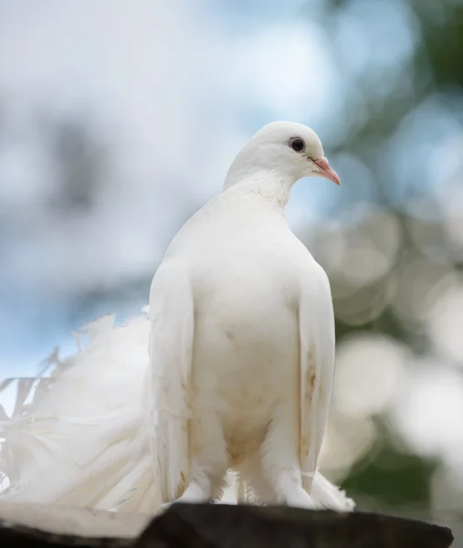 白鳩 — ストック写真
