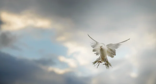 Білий голуб у польоті — стокове фото