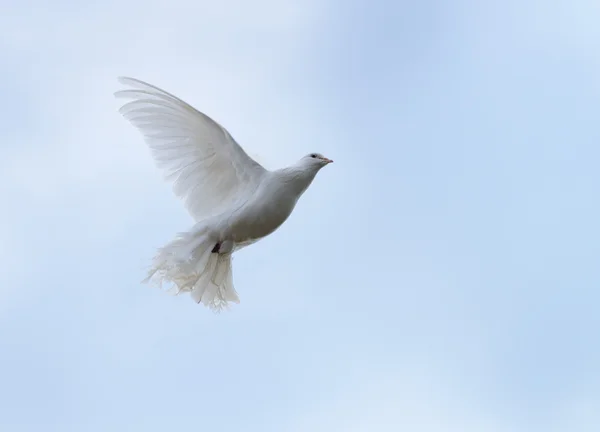 Pomba branca em voo — Fotografia de Stock