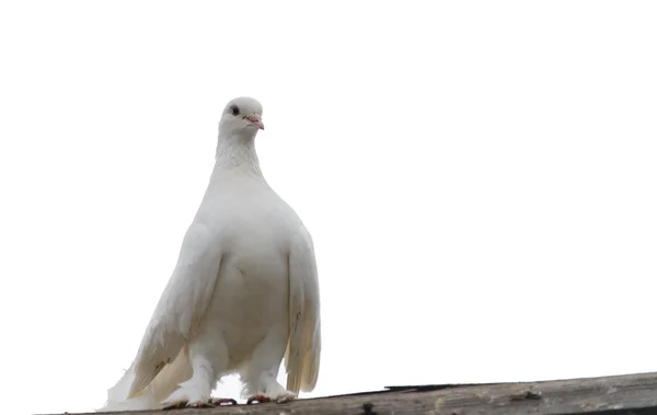 흰색 비둘기 — 스톡 사진