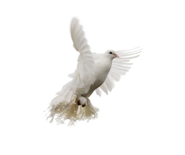 白鸽子 — 图库照片