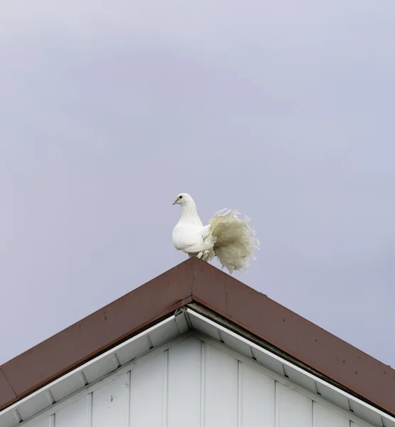 White dove — Stock Photo, Image