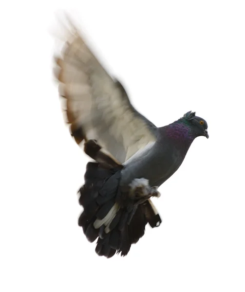Dove in flight — Stock Photo, Image