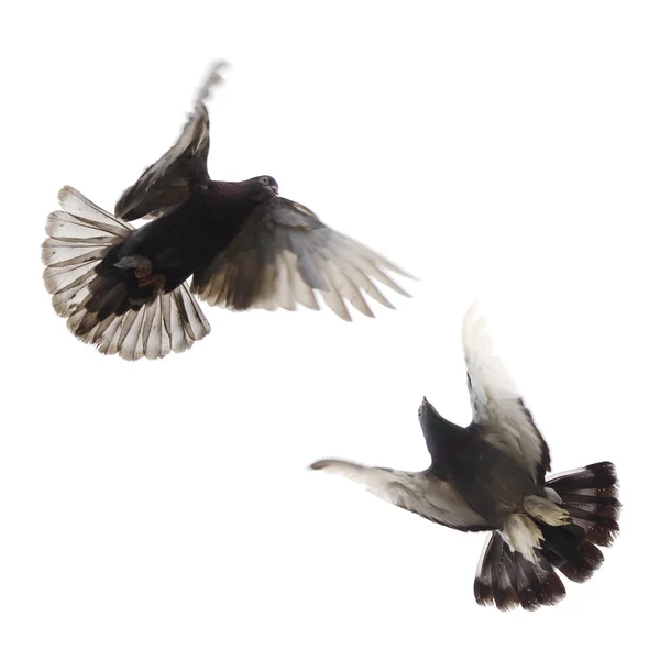 飞翔中的鸽子 — 图库照片