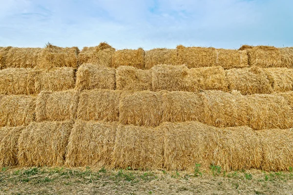 Large haystacks — Stock Photo, Image