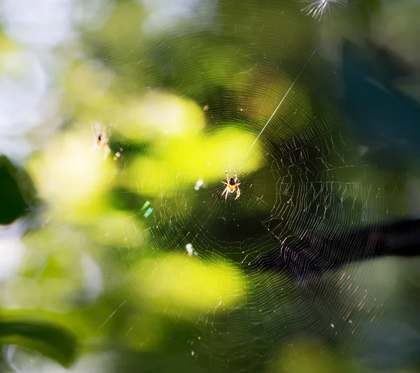 Örümcek ve web — Stok fotoğraf