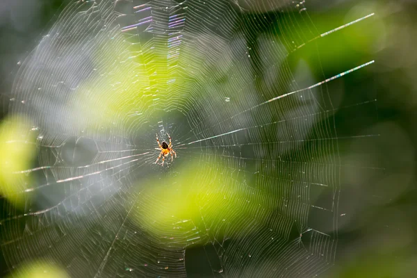 L'araignée et la toile — Photo