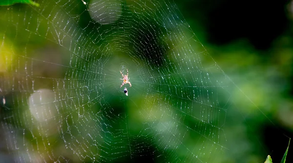 Örümcek ve web üzerinde kurban — Stok fotoğraf