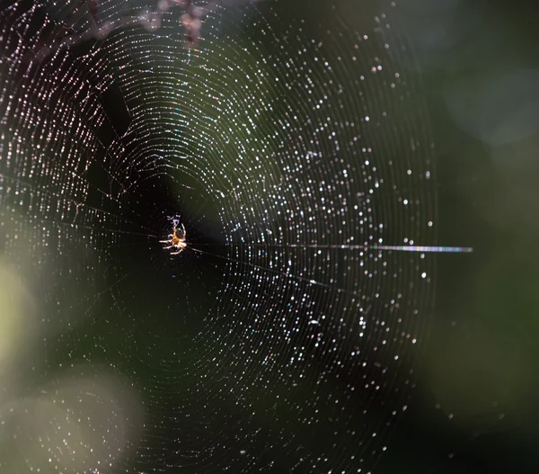 The spider and the web — Stock Photo, Image