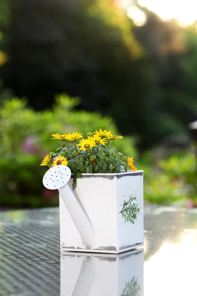 Yellow flowers in watering can — Stock Photo, Image