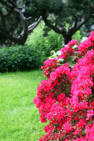 Colourful red azaleas — Stock Photo, Image