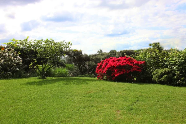 stock image Beautiful green lawn and flowering shrubs