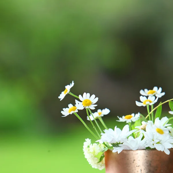 铜罐里的雏菊 — 图库照片