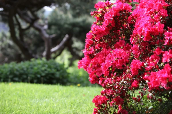Azáleas vermelhas em plena floração Imagem De Stock
