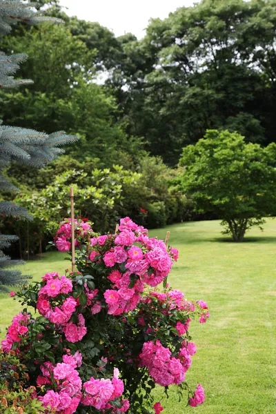 Magnificent display of climbing roses Stock Picture