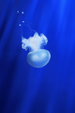 White jellyfish. Genoa aquarium, Italy. clipart