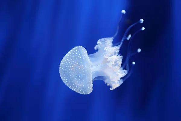 Fehér medúza. genovai akvárium, Olaszország. — Stock Fotó