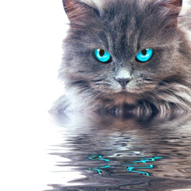 Gray cat with blue eyes reflecting in wster clipart