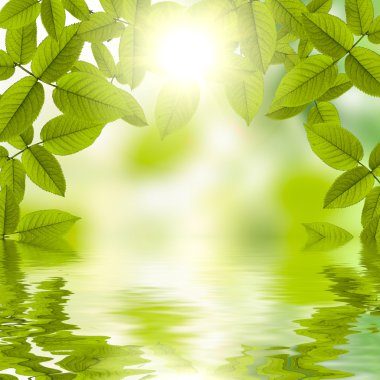 Natural summer green background with sun reflecting in water clipart