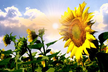 Summer sun over the sunflower field with clouds on the sky clipart