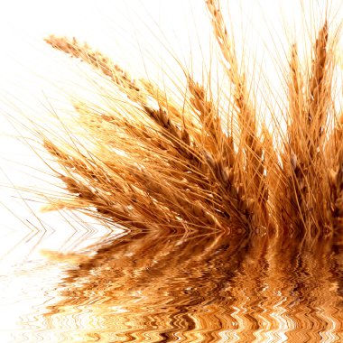 Close-up of golden colored weat reflected in water clipart