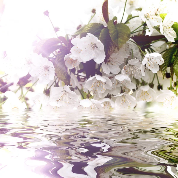 Beautiful white flowers reflected in water — Stock Photo, Image