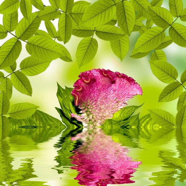 Přírodní letní zelené pozadí s flower ang sun — Stock fotografie