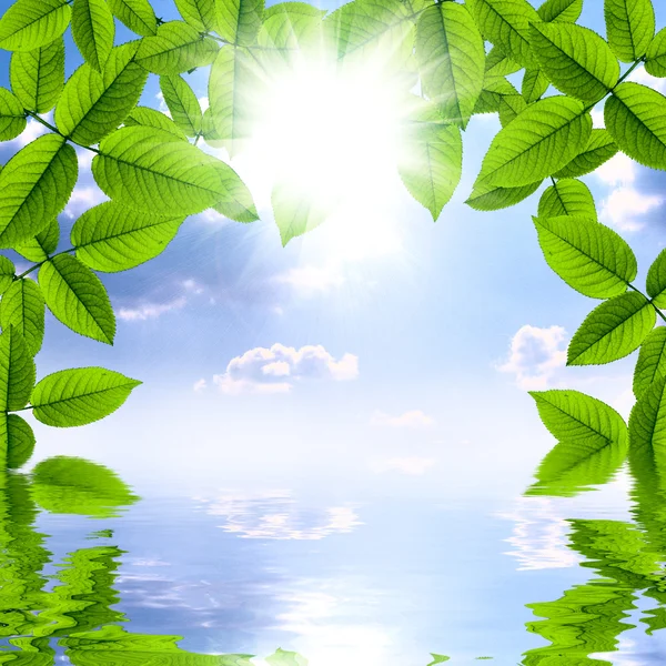 Fondo verde veraniego natural con sol y cielo reflejándose en el agua —  Fotos de Stock