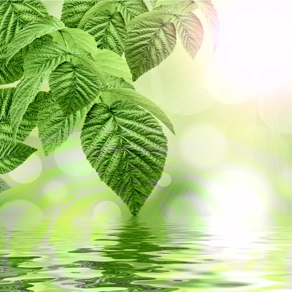 Fondo verde natural reflejado en el agua — Foto de Stock