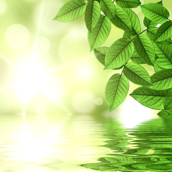 Natural green background reflecting in water — Stock Photo, Image