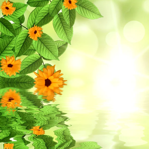 Fond vert naturel avec soleil et fleur reflétés dans l'eau — Photo