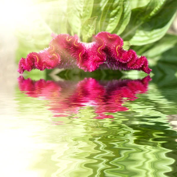 Celosia argentea flower with sun on back side reflecting in wate — Stock Photo, Image